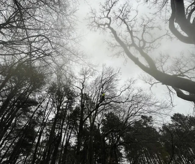 Bare woodland trees photographed from below, from a recent ash pollarding job by HGM Contracting