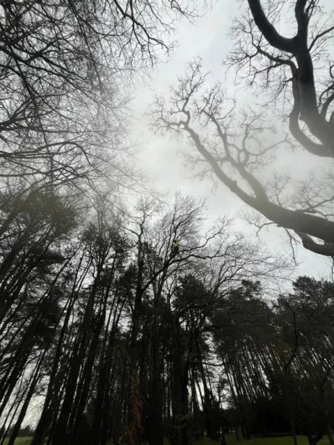 Bare woodland trees photographed from below, from a recent ash pollarding job by HGM Contracting