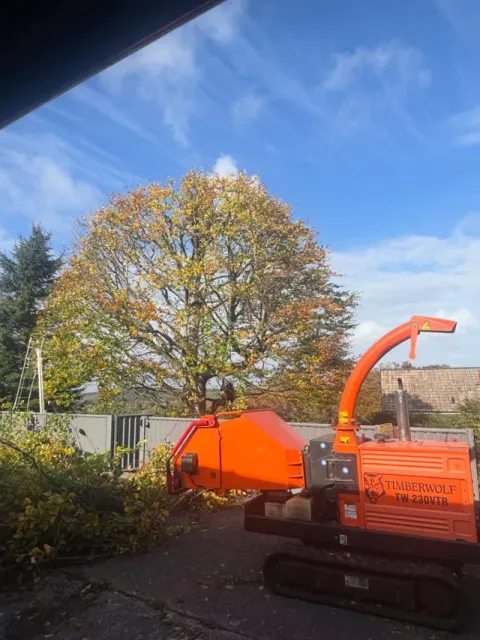 A large beech tree in autumn colour after crown reduction, with an HGM Contracting wood chipper in the foreground