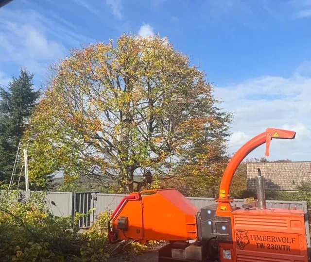 A large beech tree in autumn colour after crown reduction, with an HGM Contracting wood chipper in the foreground