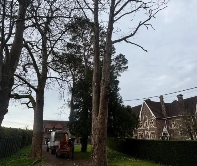 A large dead sycamore beside a stone building, felled by HGM Contracting with the help of a MEWP