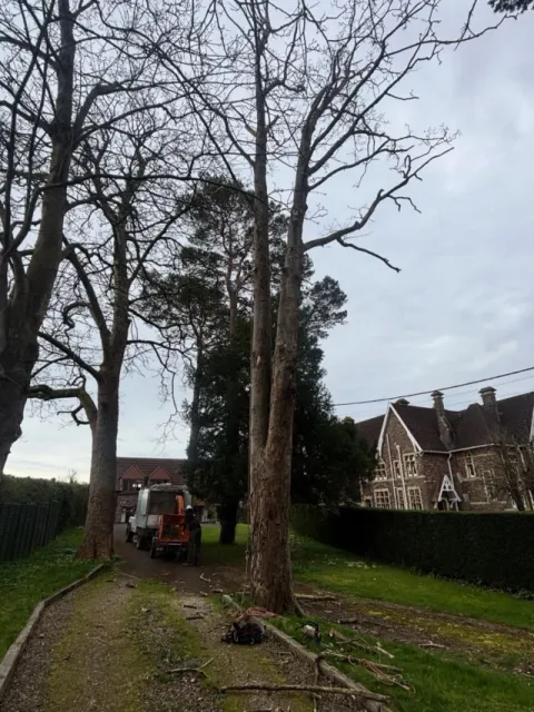A large dead sycamore beside a stone building, felled by HGM Contracting with the help of a MEWP