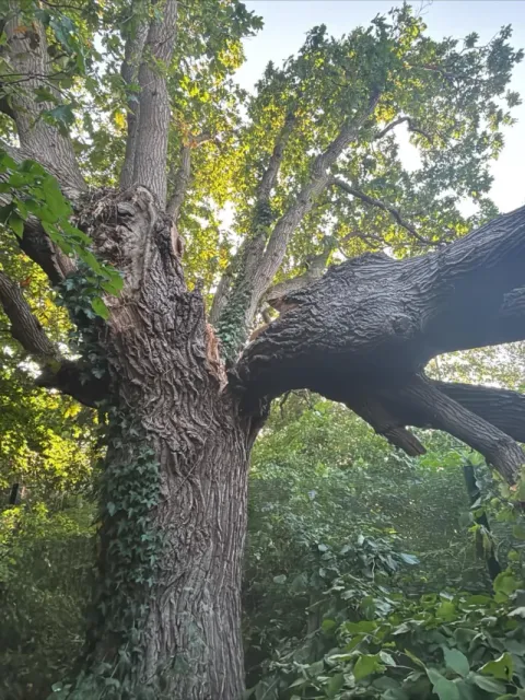 A large oak with a huge failed limb split from the trunk, cleared by HGM Contracting