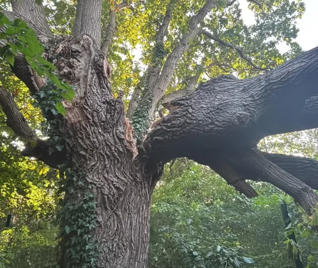 A large oak with a huge failed limb split from the trunk, cleared by HGM Contracting