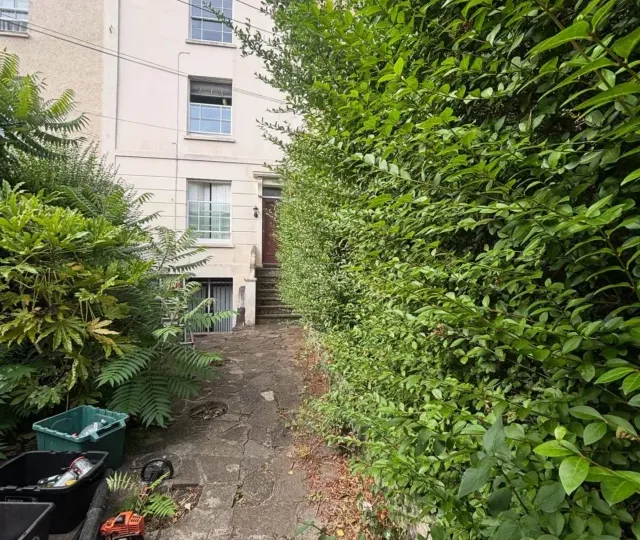 A tall overgrown hedge beside a narrow paved path with hedge-cutting equipment on the ground