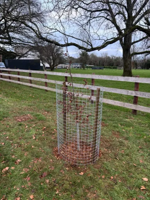 A newly planted native tree protected by a wire guard and stake beside a post-and-rail fence