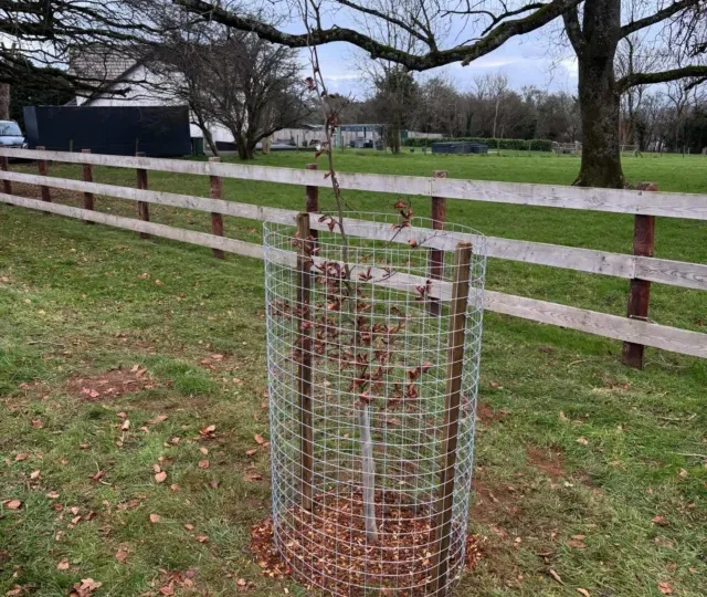 A newly planted native tree protected by a wire guard and stake beside a post-and-rail fence
