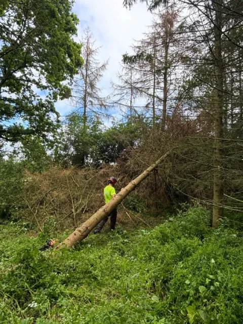 A felled tree on a slope being cleared by an HGM Contracting team member in hi-vis