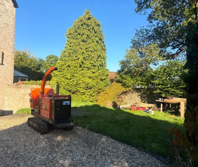 An orange wood chipper on a gravel driveway after a small tree removal, with a tall conifer behind
