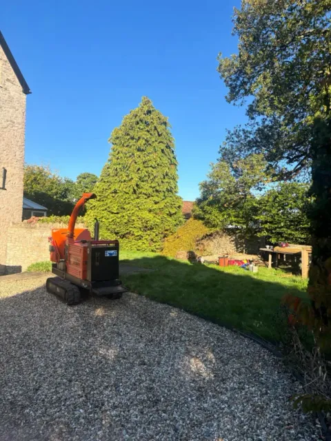 An orange wood chipper on a gravel driveway after a small tree removal, with a tall conifer behind