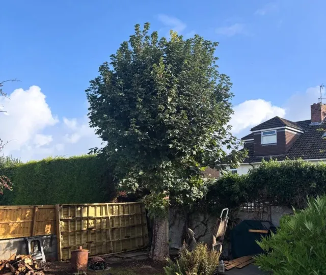 A tall sycamore in a back garden beside a fence and house, felled because it was causing problems with neighbouring structures