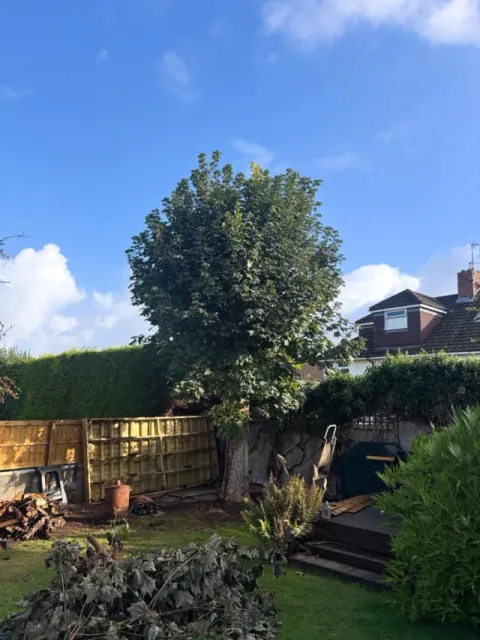 A tall sycamore in a back garden beside a fence and house, felled because it was causing problems with neighbouring structures