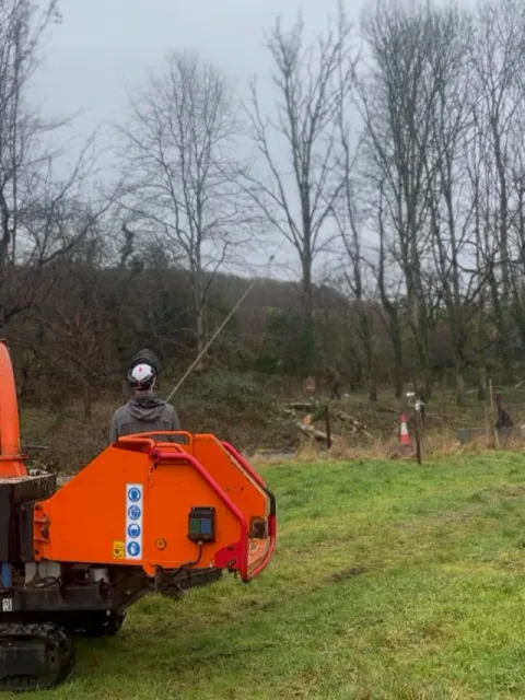 Back-leaning ash trees being winched over by HGM Contracting, with a wood chipper in the foreground