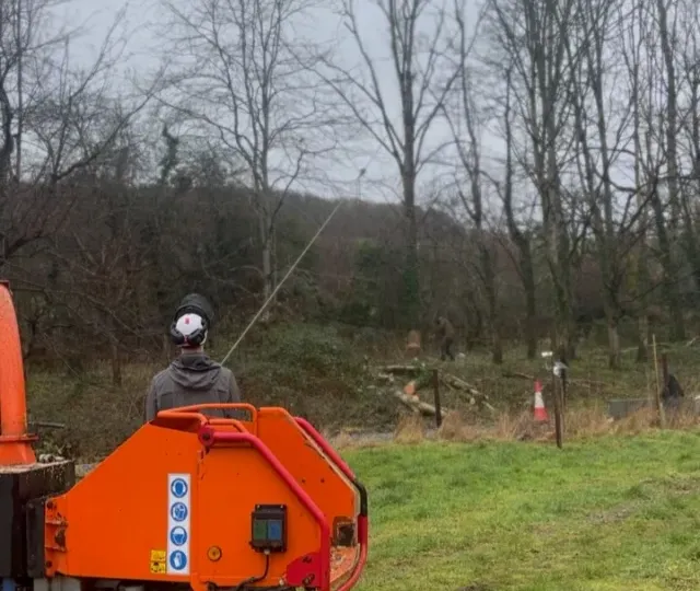 Back-leaning ash trees being winched over by HGM Contracting, with a wood chipper in the foreground